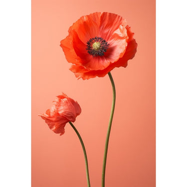Poppy Painting Picture